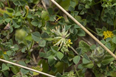 Medicago monspeliaca, photographed by Eleftherios Katsillis