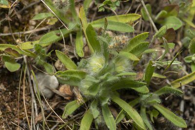 Plantago cretica, photographed by Eleftherios Katsillis