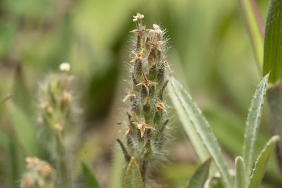 Plantago bellardii, photographed by Eleftherios Katsillis