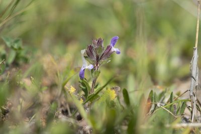 Salvia viridis, photographed by Eleftherios Katsillis