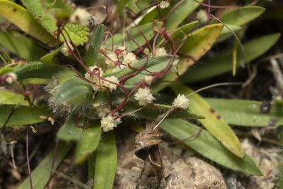 Cuscuta palaestina, photographed by Eleftherios Katsillis