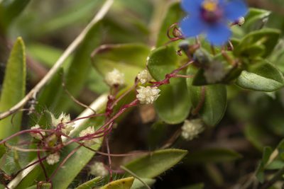 Cuscuta palaestina, photographed by Eleftherios Katsillis