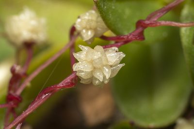 Cuscuta palaestina, photographed by Eleftherios Katsillis