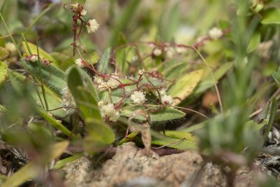 Cuscuta palaestina, photographed by Eleftherios Katsillis