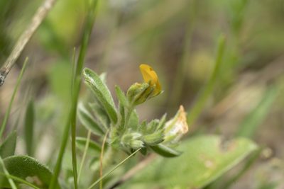 Anthyllis circinnata, photographed by Eleftherios Katsillis
