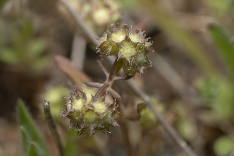 Valeriana discoidea, photographed by Eleftherios Katsillis