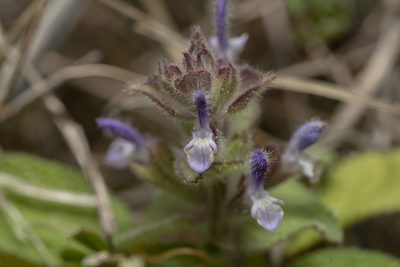 Salvia viridis, photographed by Eleftherios Katsillis