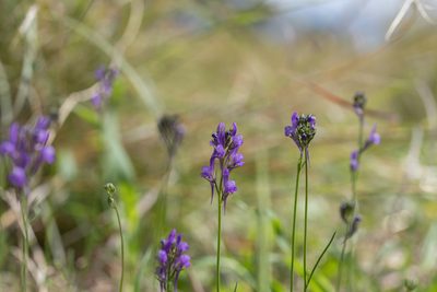 Linaria pelisseriana, photographed by Eleftherios Katsillis