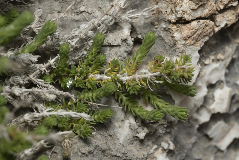Galium graecum, photographed by Eleftherios Katsillis