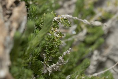 Galium graecum, photographed by Eleftherios Katsillis