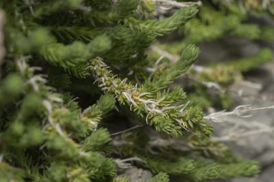 Galium graecum, photographed by Eleftherios Katsillis