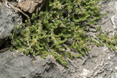 Galium graecum, photographed by Eleftherios Katsillis