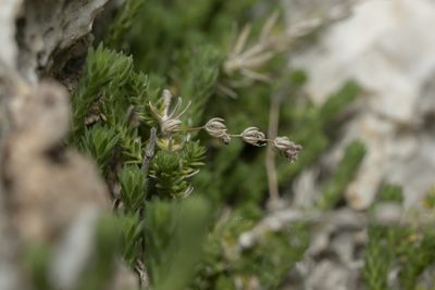 Galium graecum, photographed by Eleftherios Katsillis