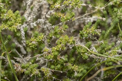 Galium graecum, photographed by Eleftherios Katsillis