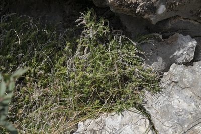 Galium graecum, photographed by Eleftherios Katsillis