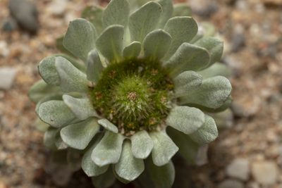 Filago pygmaea, photographed by Eleftherios Katsillis