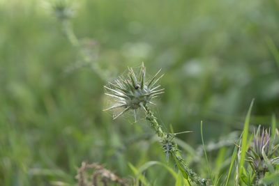 Onopordum boissierianum, photographed by Eleftherios Katsillis