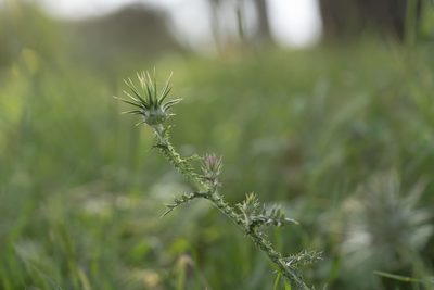 Onopordum boissierianum, photographed by Eleftherios Katsillis