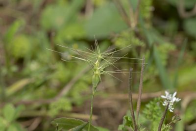 Aegilops geniculata, photographed by Eleftherios Katsillis