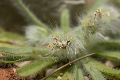 Plantago cretica, photographed by Eleftherios Katsillis