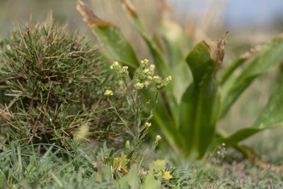 Biscutella didyma, photographed by Eleftherios Katsillis