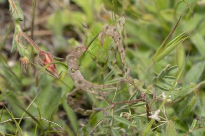 Hippocrepis ciliata, photographed by Eleftherios Katsillis