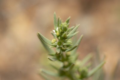 Thesium humile, photographed by Eleftherios Katsillis