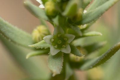 Thesium humile, photographed by Eleftherios Katsillis