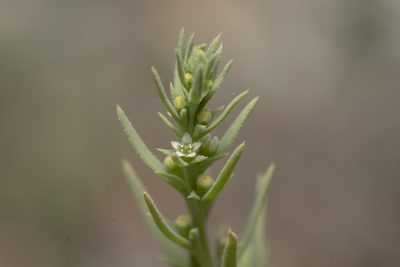 Thesium humile, photographed by Eleftherios Katsillis