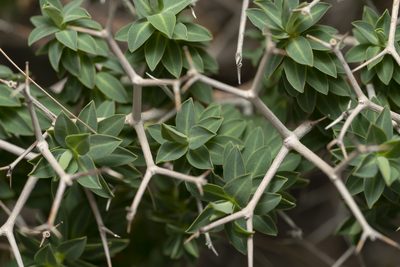 Euphorbia acanthothamnos, photographed by Eleftherios Katsillis