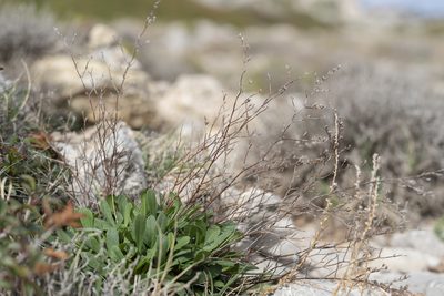 Limonium virgatum, photographed by Eleftherios Katsillis