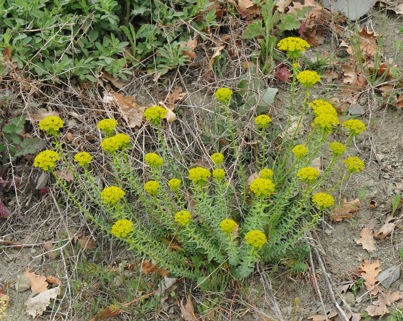 Euphorbia niciciana, photographed by Todd Boland