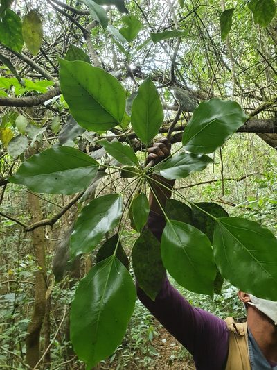 Oreopanax capitatus, photographed by Yolanda M. Leon