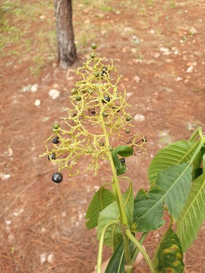 Palicourea berteroana, photographed by Yolanda M. Leon
