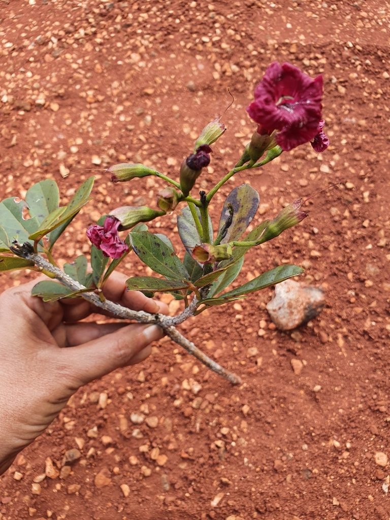 Tabebuia crispiflora, photographed by Yolanda M. Leon