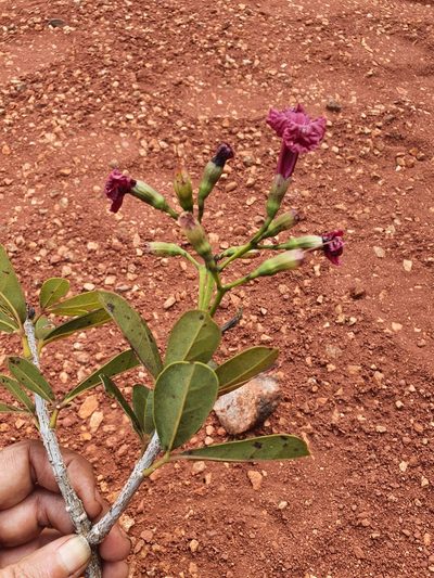 Tabebuia crispiflora, photographed by Yolanda M. Leon