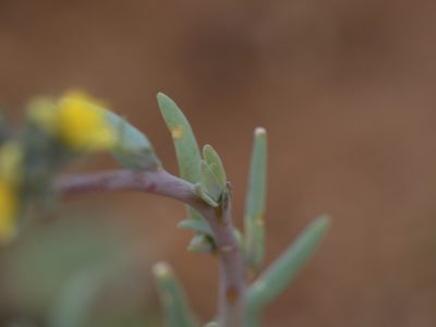 Linaria simplex, photographed by Yves Bas