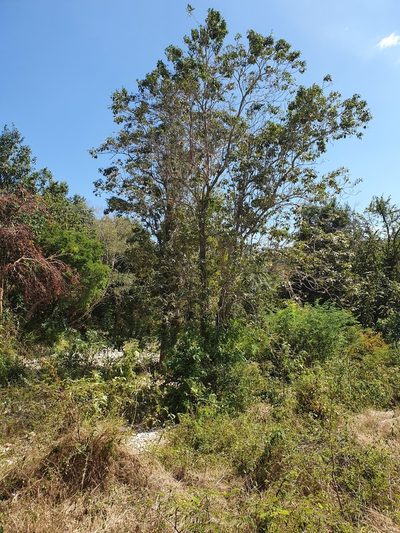 Ekmanianthe longiflora, photographed by Yolanda M. Leon