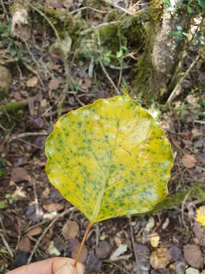 Frodinia tremula, photographed by Yolanda M. Leon