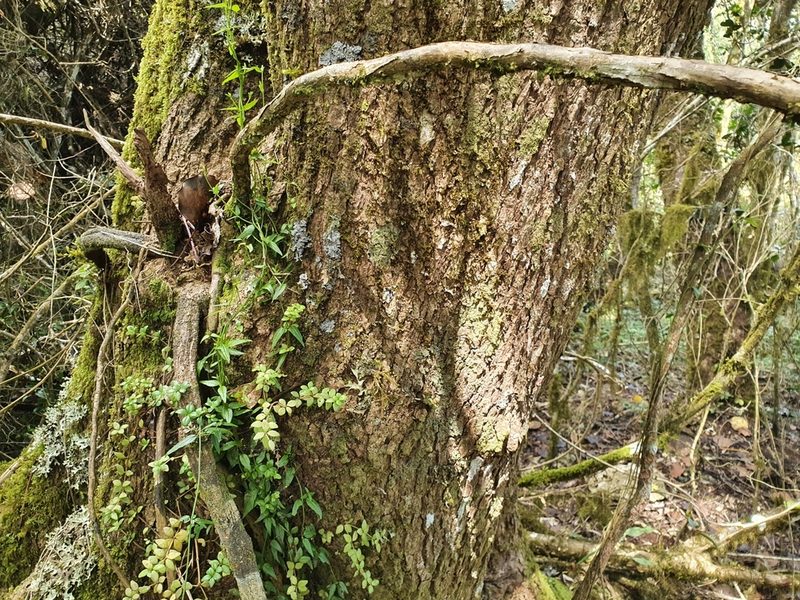 Frodinia tremula, photographed by Yolanda M. Leon