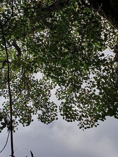 Frodinia tremula, photographed by Yolanda M. Leon