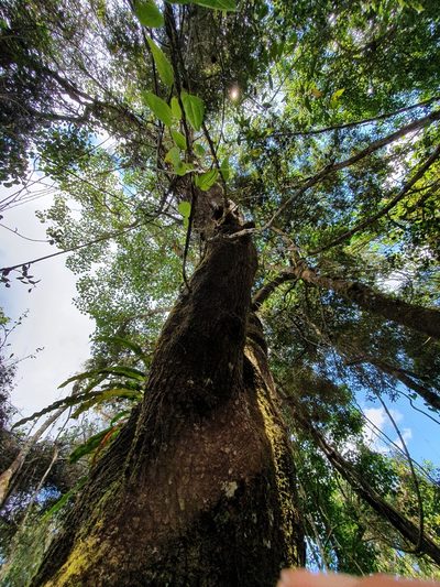 Frodinia tremula, photographed by Yolanda M. Leon