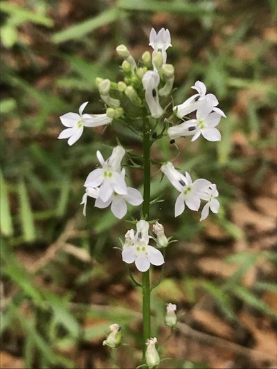 Lobelia homophylla, photographed by gcschmidt911