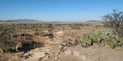 Opuntia rastrera, photographed by Tereso Hernández Morales