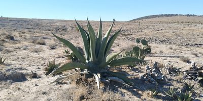 Agave salmiana, photographed by Tereso Hernández Morales