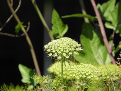 Visnaga daucoides, photographed by Mary K. Hanson