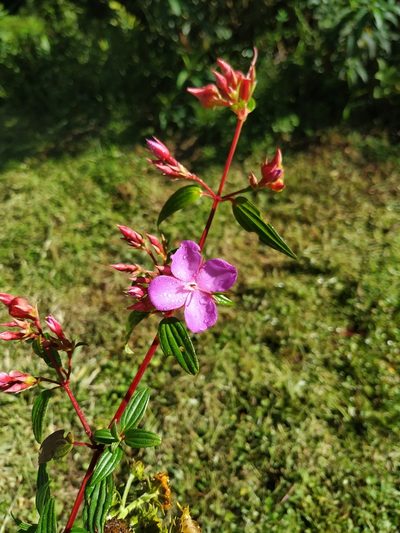 Monochaetum lineatum, photographed by Andrés Ramírez-Barrera