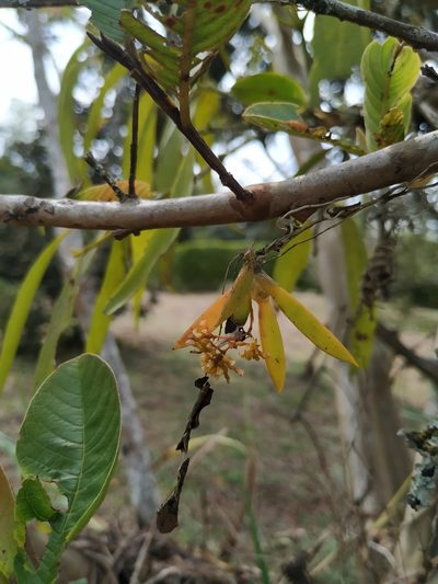 Trizeuxis falcata, photographed by Andrés Ramírez-Barrera