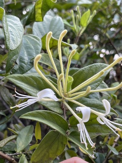 Lonicera macrantha, photographed by Yj