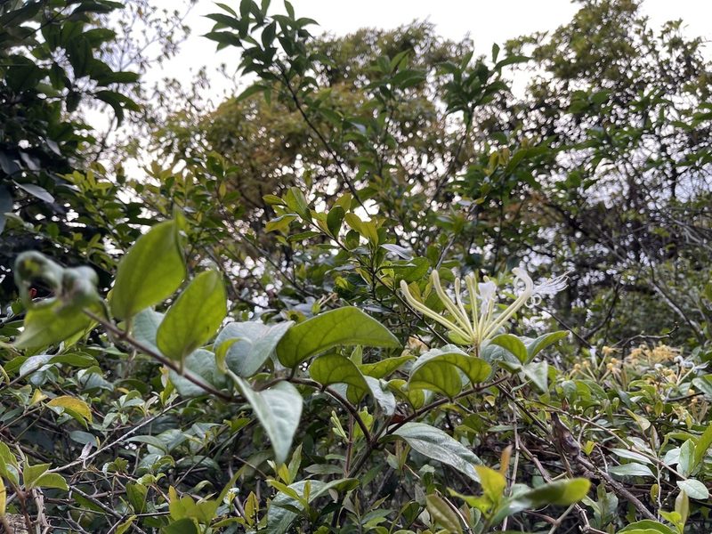 Lonicera macrantha, photographed by Yj